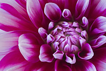 Obraz Fialový zoom kvetu 1750